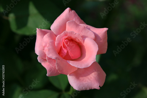 Soft pink rose flower in the garden