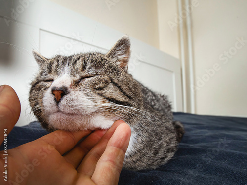 Unrecognizable man caressing old cat at home