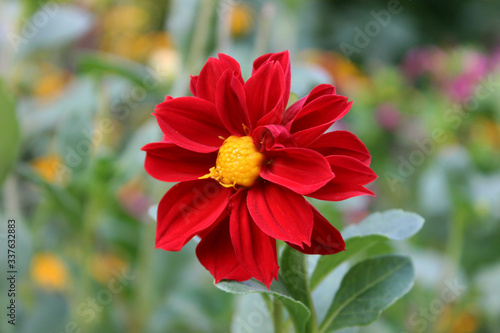 bright red Dahlia flower in the garden