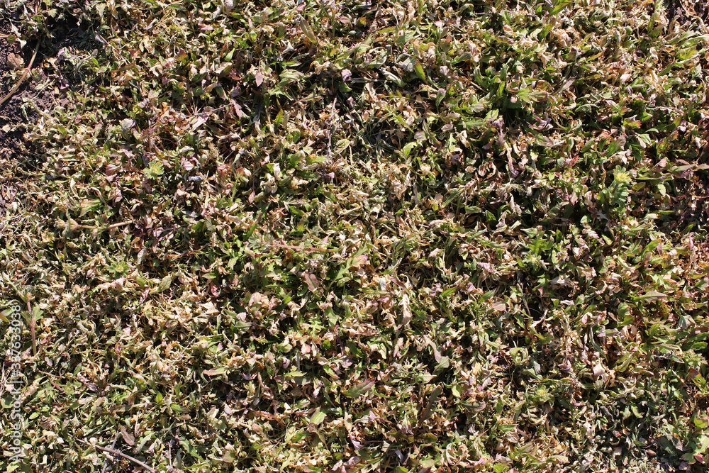 Dried weeds after spraying with herbicide. The died grass. Dried weeds after spraying with herbicide. The died grass.