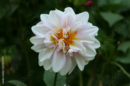 white dahlia flower in the garden