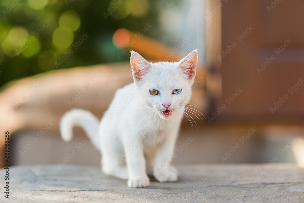 White kitten with eyes of different colors in the village