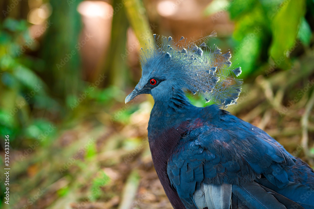 Obraz premium Unusual crowned dove in a green park cleans feathers. Beauty of nature. Bird watching
