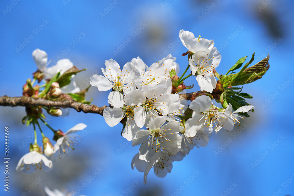 Obraz premium Apple tree flowers spring blossoms close up