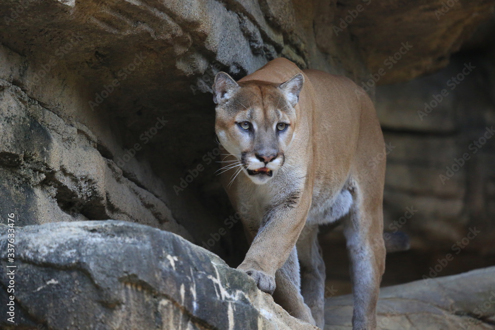 Portrait of a cougar, mountain lion, puma Portrait of a cougar, mountain lion, puma