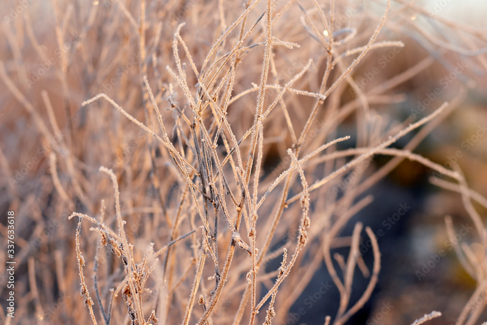Fototapeta premium Branches covered with hoarfrost in the color of pink morning at dawn