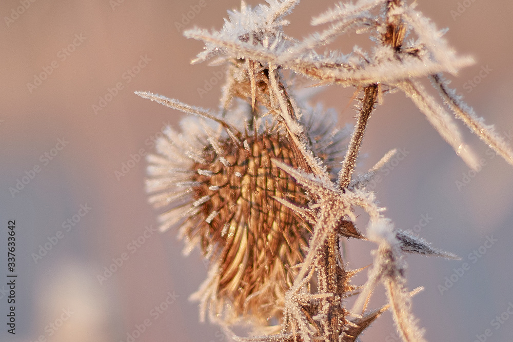 A large burdock covered with hoarfrost in the pink haze of the morning
A large burdock covered with hoarfrost in the pink haze of the morning