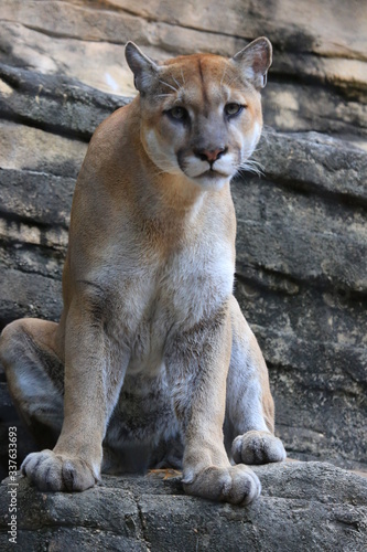 Portrait of a cougar, mountain lion, puma 