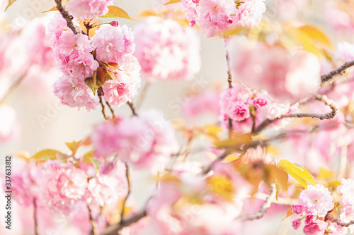 Beautiful floral spring abstract background of nature. Branches of blossoming cherry with selective focus. Banner For easter and spring greeting cards with copy space © Алина Бузунова