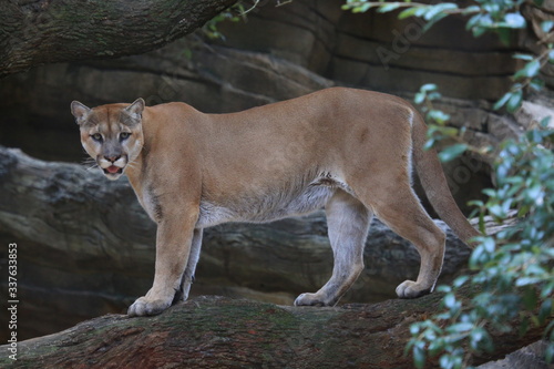 Portrait of a cougar, mountain lion, puma 