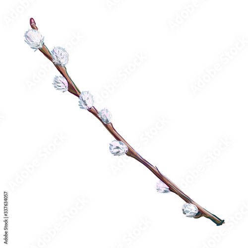 Willow branch isolated on a white background