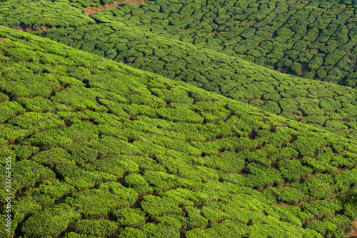 Beautiful fresh green tea plantations landscape in Munnar, Kerala, India © Mazur Travel