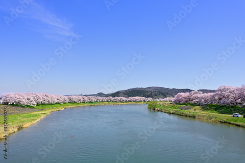 桜と蔵王