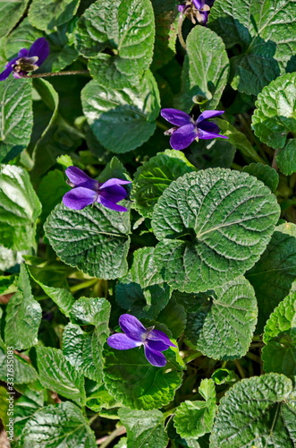 Pansy Violet, Heartsease or Viola odorata blooming in the garden, Sofia, Bulgaria 