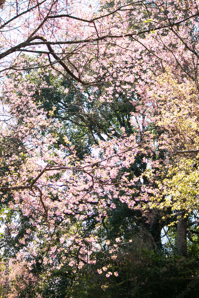 Sakura or cherry blossom on the road at Khun Wang, Chiang Mai Thailand. Sakura or cherry blossom on the road at Khun Wang, Chiang Mai Thailand.