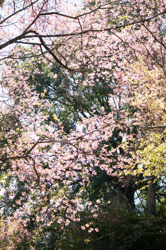 Sakura or cherry blossom on the road at Khun Wang, Chiang Mai Thailand.