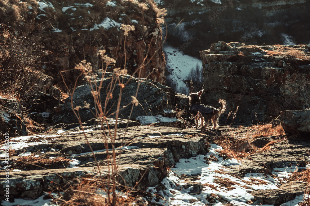 Fototapeta premium Little dog in the mountains