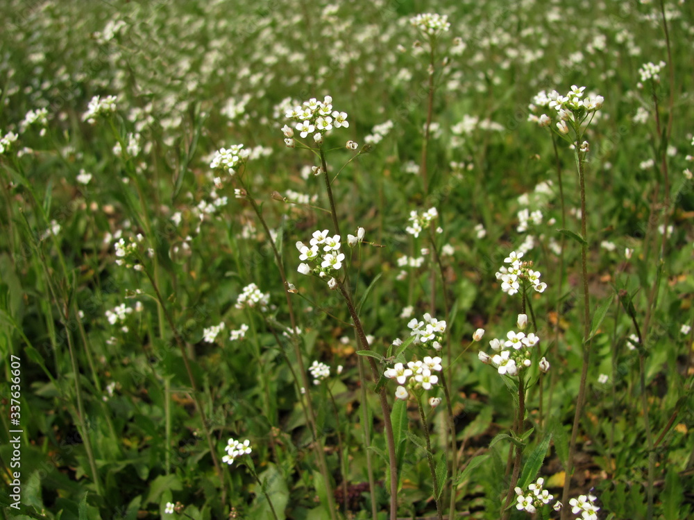 Field grass close-up.  Green with white natural background