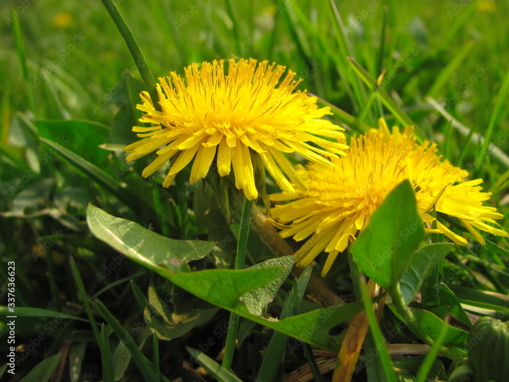 Dandelion on green grass Dandelion on green grass