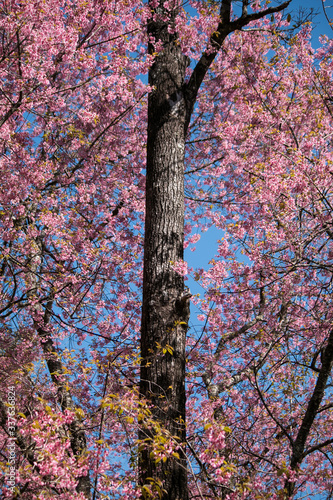 Sakura or cherry blossom on the road at Khun Wang, Chiang Mai Thailand.