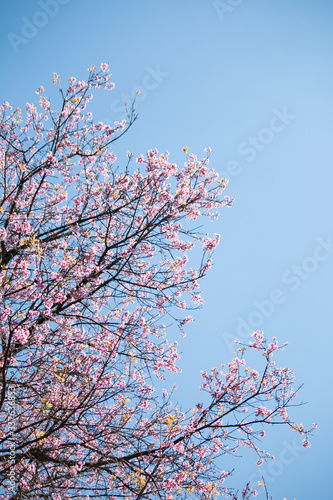 Sakura or cherry blossom on the road at Khun Wang, Chiang Mai Thailand.