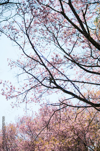 Sakura or cherry blossom on the road at Khun Wang, Chiang Mai Thailand.
