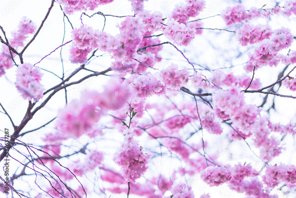 Frech pink japanece sakura flowers on blue sky