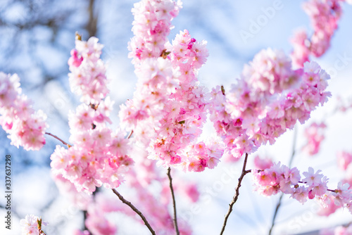 Frech pink japanece sakura flowers on blue sky photo