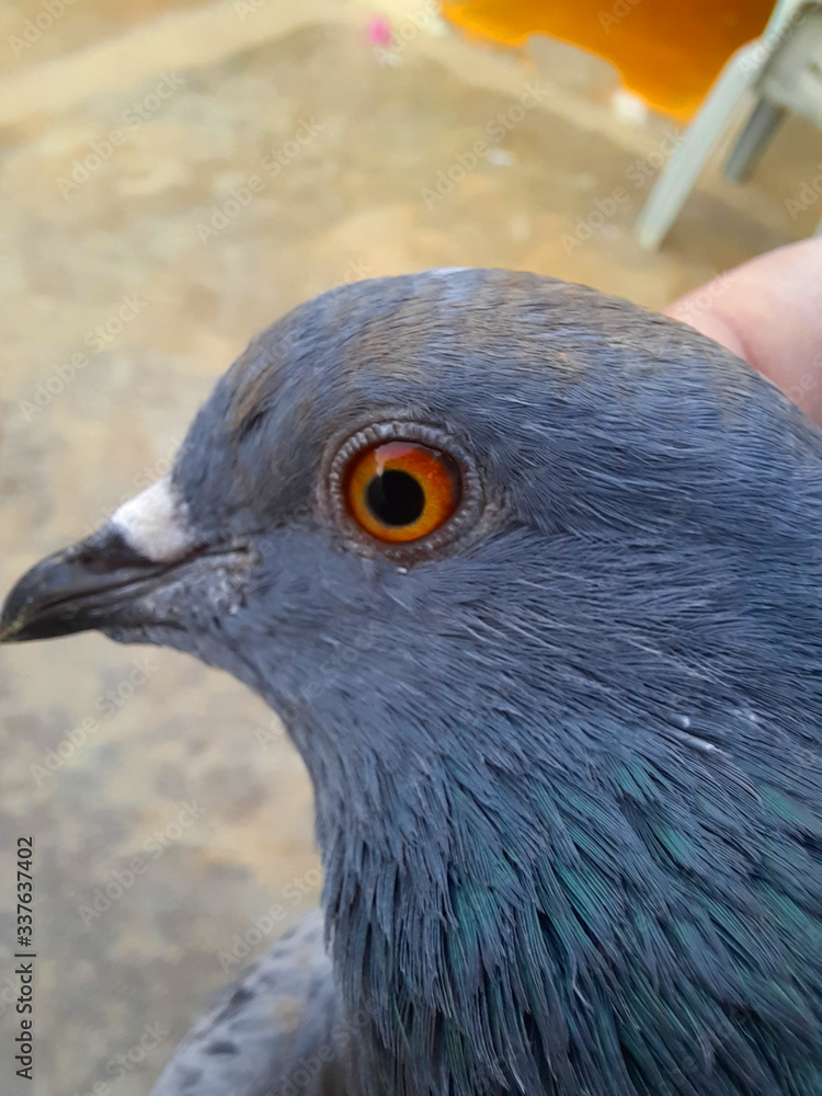 Close up head shot of beautiful pigeon bird, Pigeon close up on blue background Close up head shot of beautiful pigeon bird, Pigeon close up on blue background