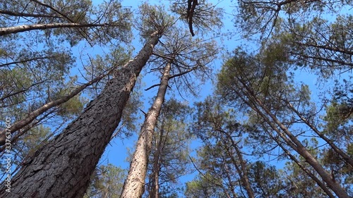 Pine forest with bright clear blue sky in the background.