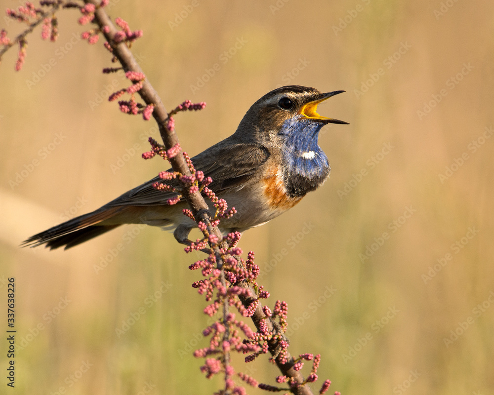 Bluethroat on a colorful stick
