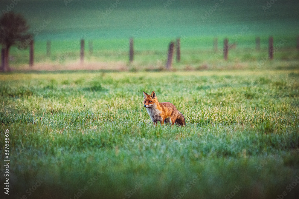 Fuchs Fox