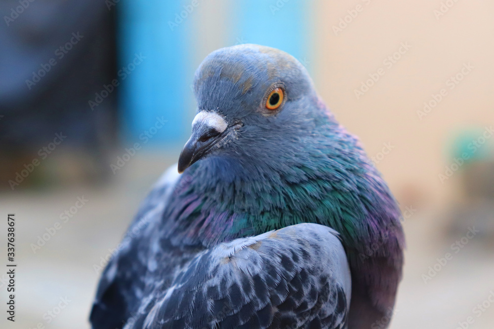 Obraz premium Close up head shot of beautiful pigeon bird, Pigeon close up on blue background