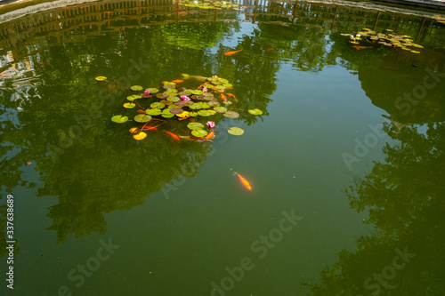 Fototapeta Naklejka Na Ścianę i Meble -  Colorful blue and yellow fish swimming on artificial pond