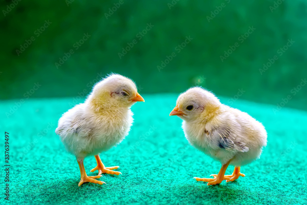 The yellow serama chicks on a artificial grass background. The yellow serama chicks on a artificial grass background.
