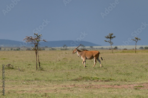 Large Eland Antelope walking in the Kenyan savannah