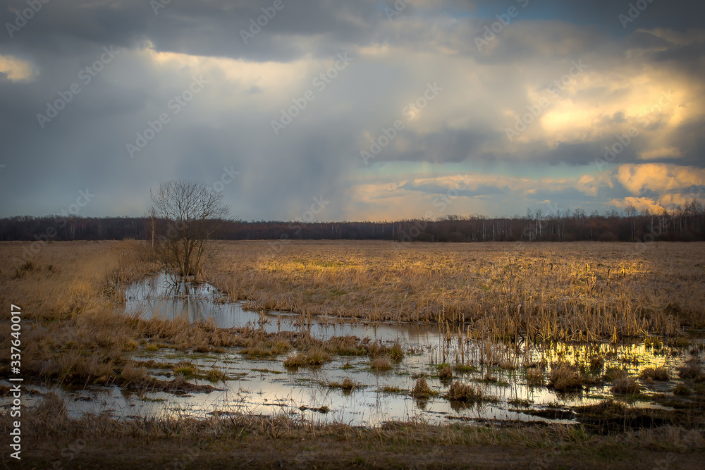 landscape. view of a swampy area
