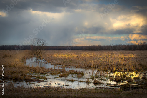 landscape. view of a swampy area