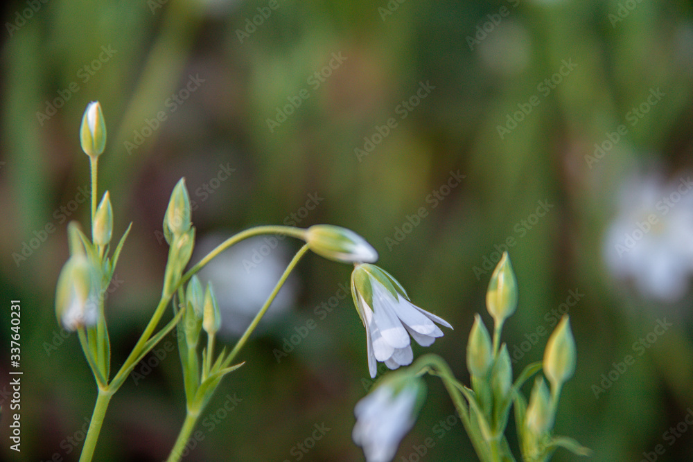 snowdrop flowers in spring snowdrop flowers in spring