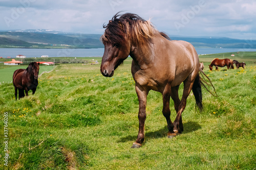 Fototapeta Naklejka Na Ścianę i Meble -  brown horse in iceland on a summer meadow