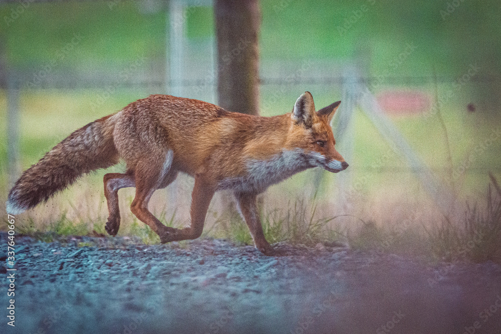 Fototapeta premium Fuchs