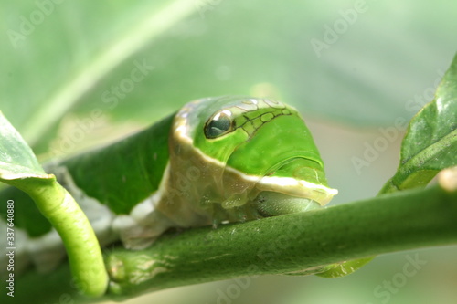 Raupe vom gewöhnlicher Mormone (Papilio polytes) photo