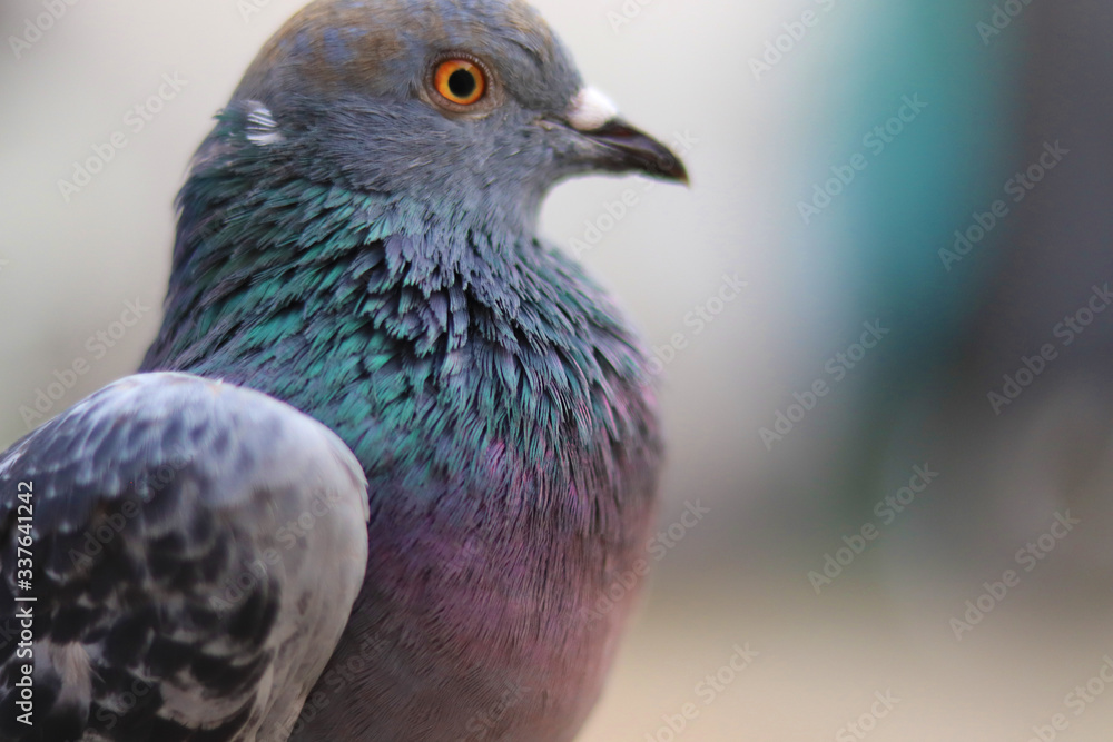 Close up head shot of beautiful pigeon bird, Pigeon close up on blue background Close up head shot of beautiful pigeon bird, Pigeon close up on blue background