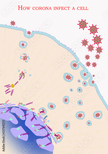 How Corona infects a cell- step by step, print quality PDF