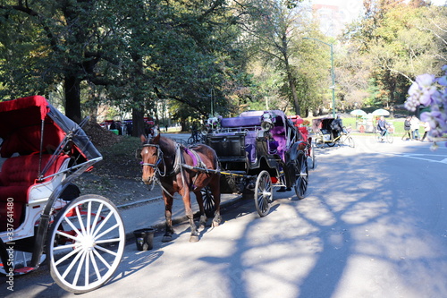 New York in her beautiful autumn suit Central Park