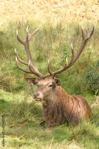 Hirsch Protrait