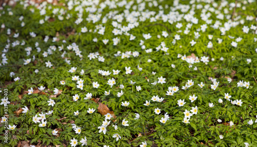 Plenty of windflowers (Anemone nemorosa) creating a green floor in the popular nature reserve "Pålsjö Skog" in Helsingborg, Sweden during spring at sunset.