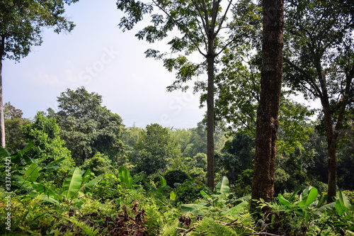 The trees in the tropical forest on sunny day in Thailand