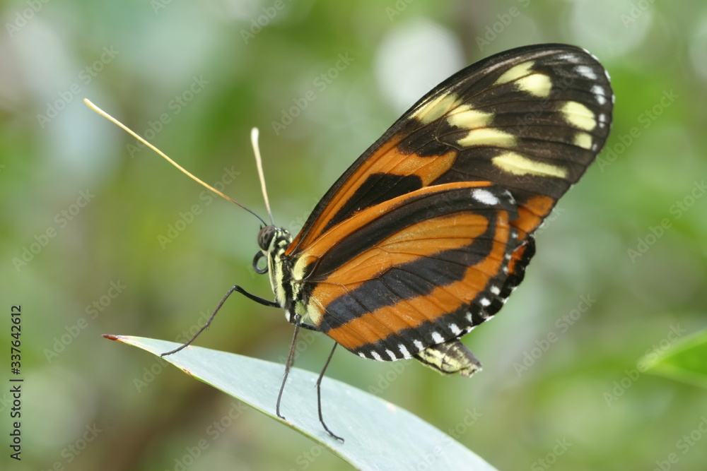 Passionsblumenfalter (Heliconius hecale) Passionsblumenfalter (Heliconius hecale)