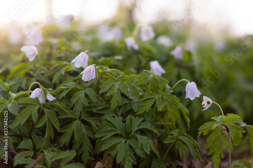 Close up of a windflower (Anemone nemorosa) in a forest during spring in nature reserve "Pålsjö skog" in Helsingborg, Sweden. With shallow depth of field. 